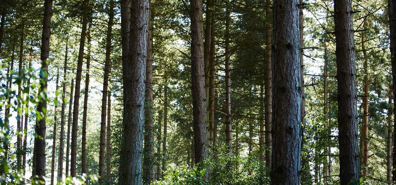 A view of trees in the forest