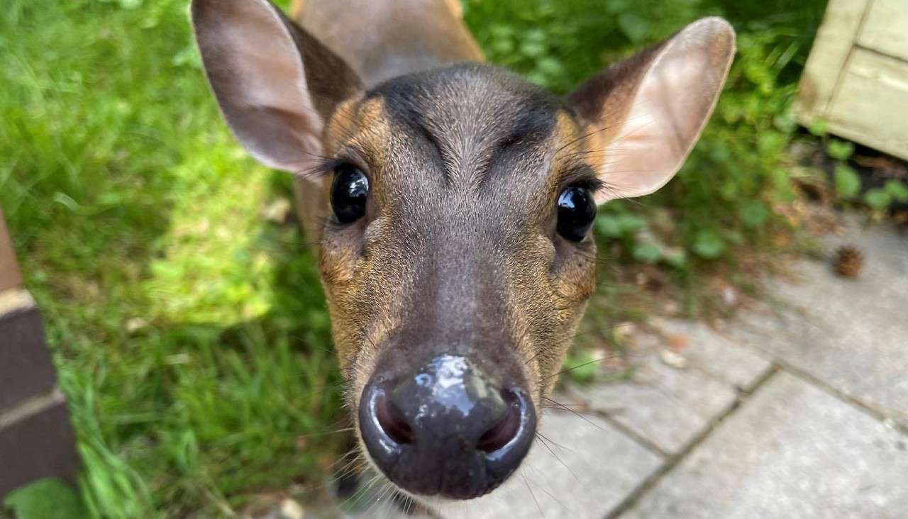 Young deer sniffs the camera, its wet nose and wide eyes filling the frame, standing in a garden with grass, paving stones, and scattered plants.