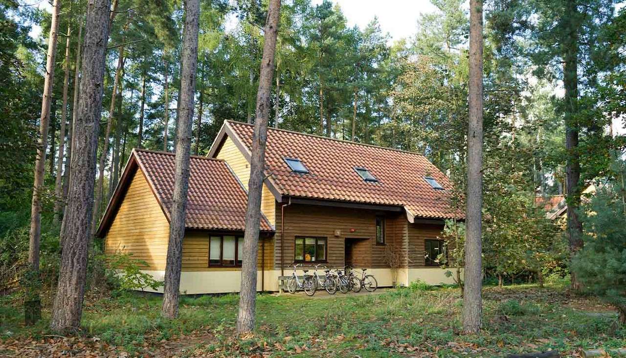 Wooden cabin rests among tall pines; several bicycles lean against its wall. Surrounded by forest undergrowth and scattered leaves, the gabled roof has skylights, and sunlight filters through.