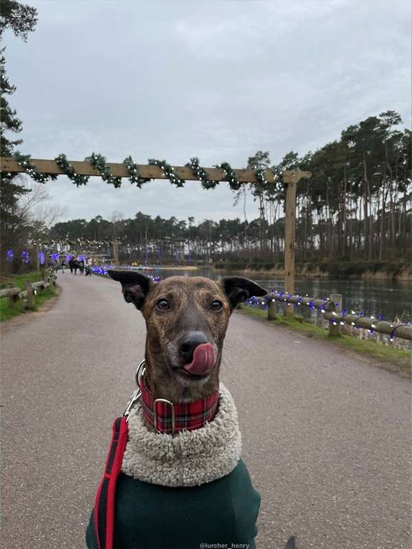 Dog licks its nose, wearing a coat and plaid collar, sitting leashed on a paved lakeside path decorated with festive garlands and purple lights; overcast sky, pine trees, and walkers in the distance. Text: @lurcher_henry.
