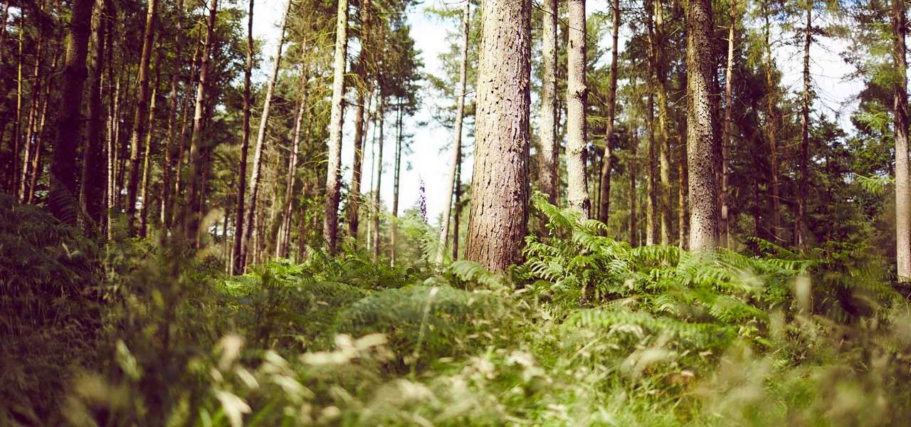 Tall pine trees stand upright, filtering sunlight through thin canopies, while ferns and grasses carpet the forest floor in a dense, green woodland during daytime.