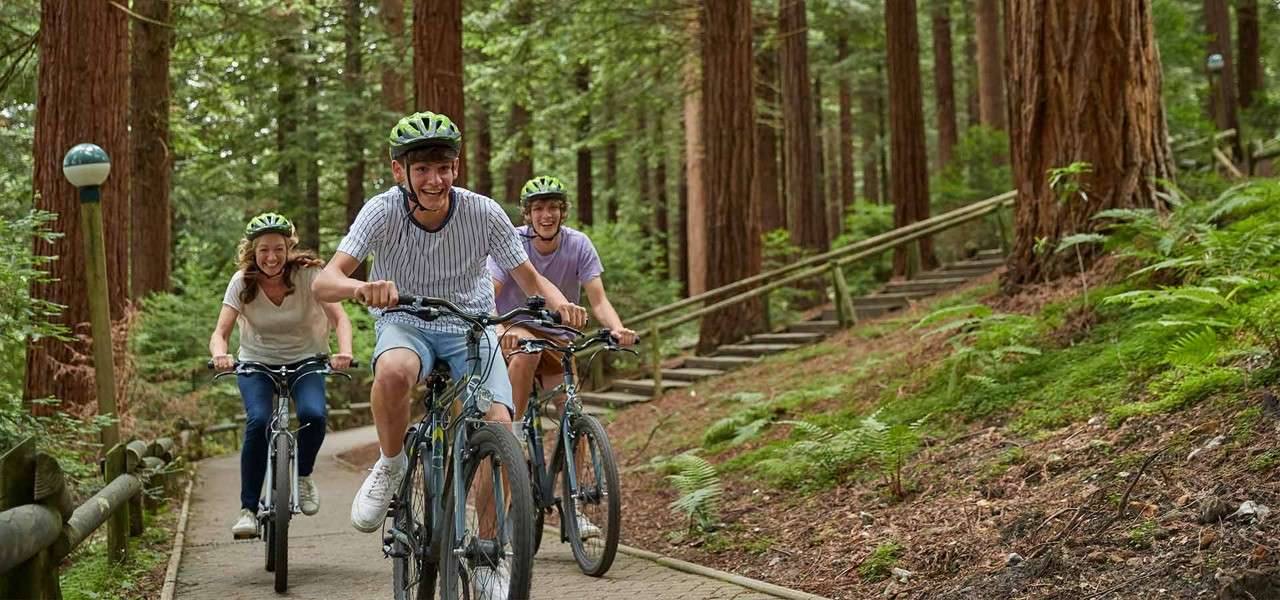 Three helmeted cyclists ride uphill, pedaling closely together on a paved path. Tall redwood-like trees, ferns, and a wooden handrail surround them; stairs and a lamp post line the forest trail.