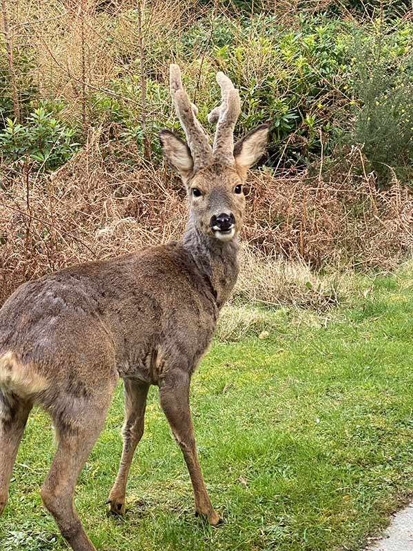 A deer in the forest. 