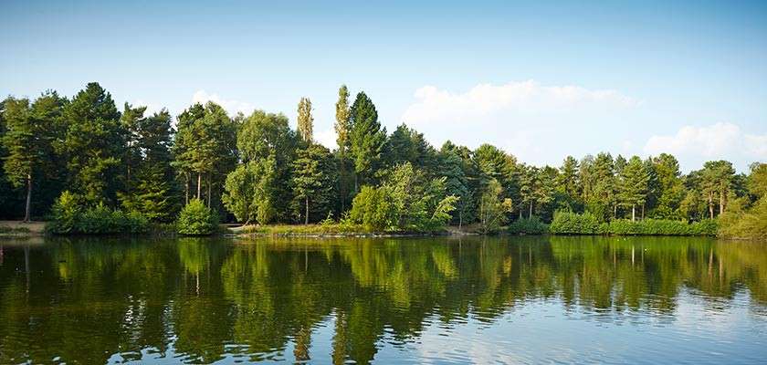 Calm lake reflects a dense line of green trees, creating mirror-like ripples. In context, the shoreline forest sits under a clear blue sky with soft clouds, peaceful daylight.
