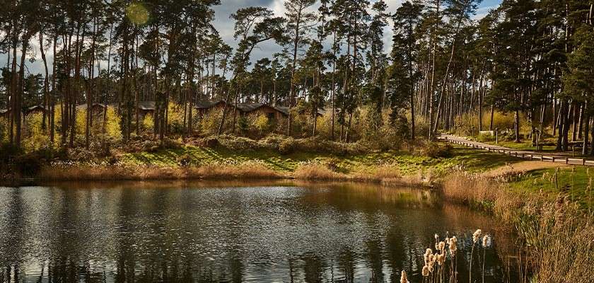 Pond reflects tall pine trees, rippling softly. Wooden cabins nestle among trees across the shore, a winding path and fence to the right, reeds framing the foreground under patchy clouds.