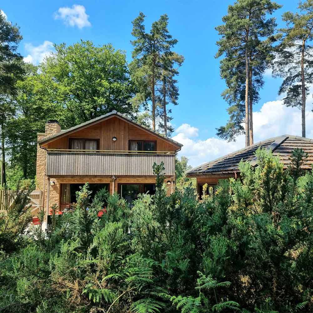 A two-story wooden cabin stands among tall pine trees; dense shrubs and ferns border its patio; sunlight highlights the balcony and roof beneath a bright blue sky with scattered clouds.