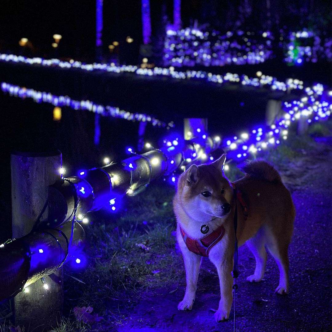 Dog stands alert, wearing a harness, on a night path while glowing blue-white string lights wrap a wooden fence and curve into the distance beside water and trees.