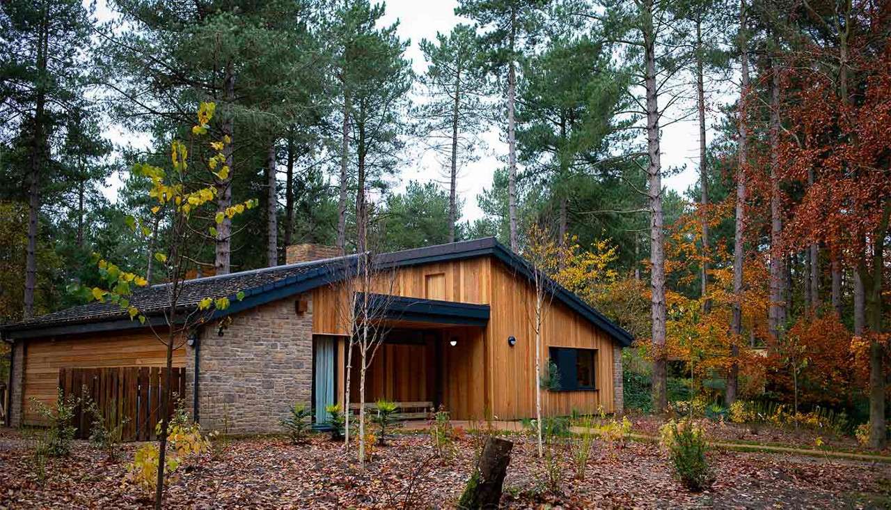 Wood-and-stone cottage sits quietly beneath a dark gabled roof, framed by tall pines. Small porch and window face a leaf-strewn garden with young shrubs, in an autumn forest setting.