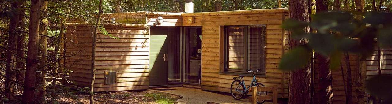 Wooden cabin—single-story—sits among tall trees; sunlight filters through leaves. Glass front door and window face a narrow path; a blue bicycle leans against the wall near the entrance.