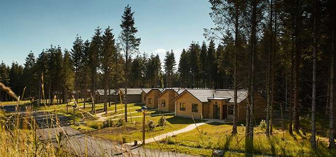 Wooden cabins sit in a row, nestled among tall pine trees, with footpaths, lampposts, and a curving road in a sunlit, well-kept forest park.