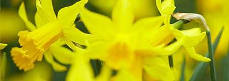 Bright yellow daffodils bloom, trumpet-shaped corollas facing sideways; one bud remains closed. In context: a dense cluster of flowers and green stems, background softly blurred, suggesting a garden bed.