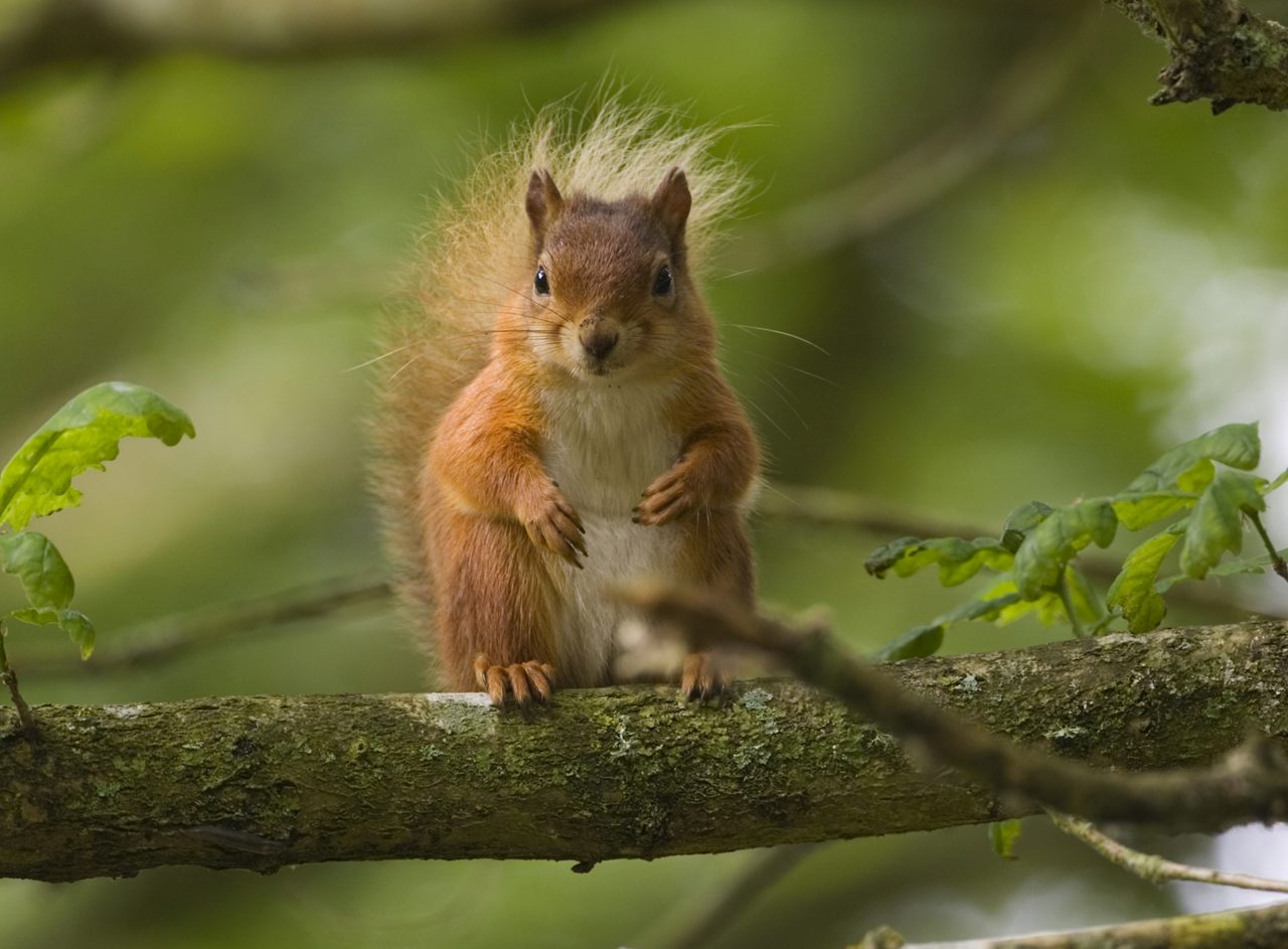 Red squirrel perches upright on a mossy tree branch, paws held to chest. Surrounding context: leafy green woodland background, shallow depth of field, branches and leaves framing the subject.